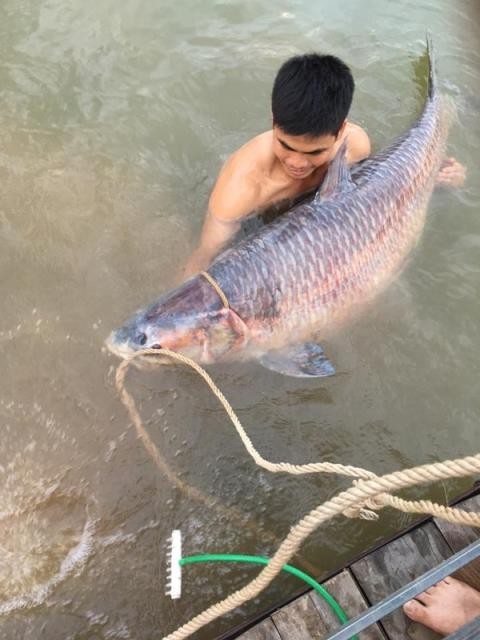 Bat duoc ca tram khong lo 61kg tai Thai Nguyen-Hinh-4